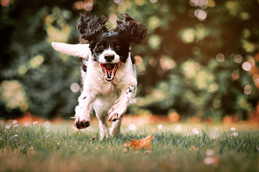 Excitement in dogs and how to overcome it