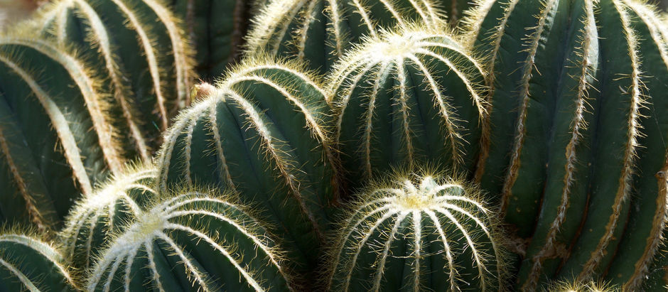 Então você pensa que está meditando