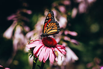Image by Erin Minuskin
