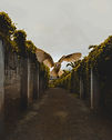 Image by Lorenzo Nucci