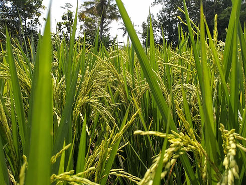 Rice plant