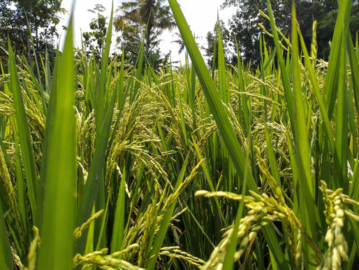 Penurunan Target Produksi Beras Realistis