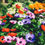 Thumbnail: Plant Magic