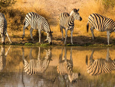Kruger National Park at 100 and the unfinished work of wildlife protection