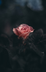 Image by Saffu