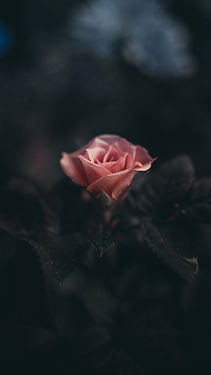 Image by Saffu