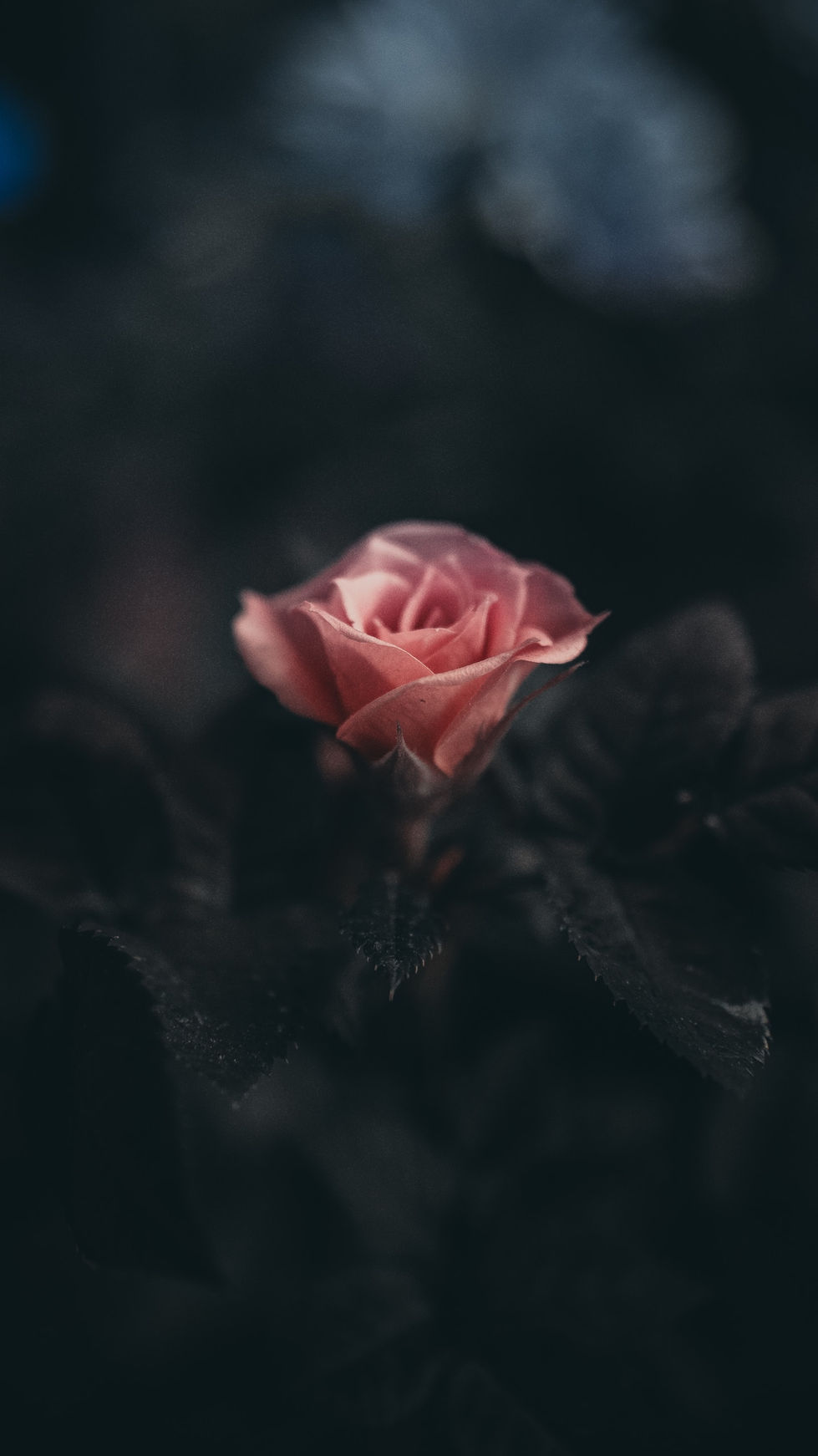 Image by Saffu