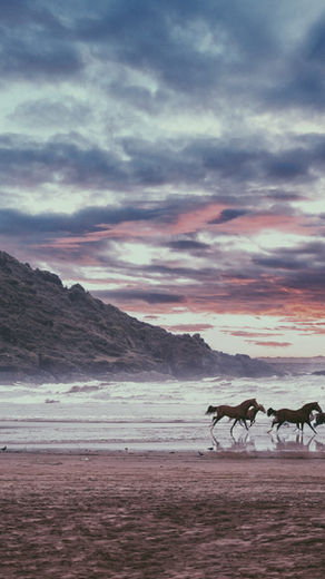 Oct.29 to Nov. 5th, 2022 : ON THE WINGS OF HORSES,  A journey of initiation in Essaouira , Marocco