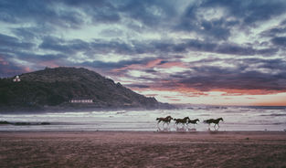 Oct.29 to Nov. 5th, 2022 : ON THE WINGS OF HORSES,  A journey of initiation in Essaouira , Marocco