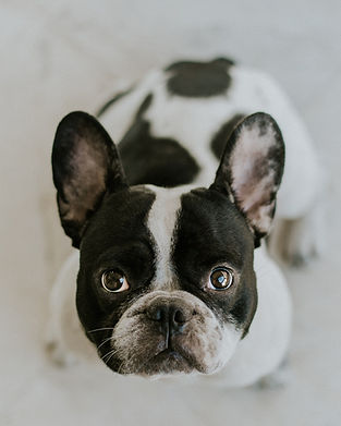 Higher Paws Consulting