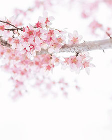 Image by TOMOKO UJI