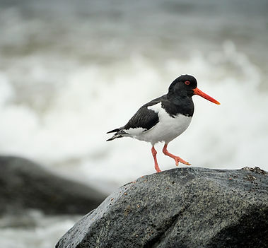 Oystercatcher