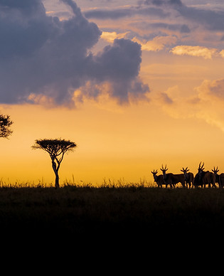 Image by Ahmed Galal