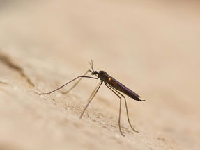 The "Rocket Science" Inside Malaria
