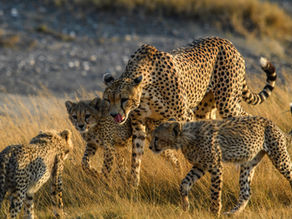 Meilleure période pour visiter les principaux parcs safari de Tanzanie