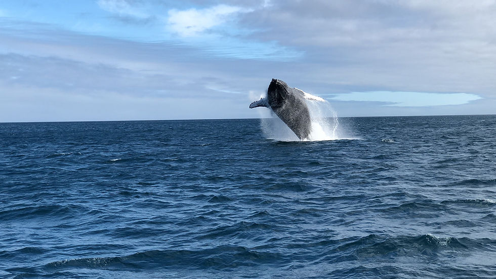 How Whaling Works