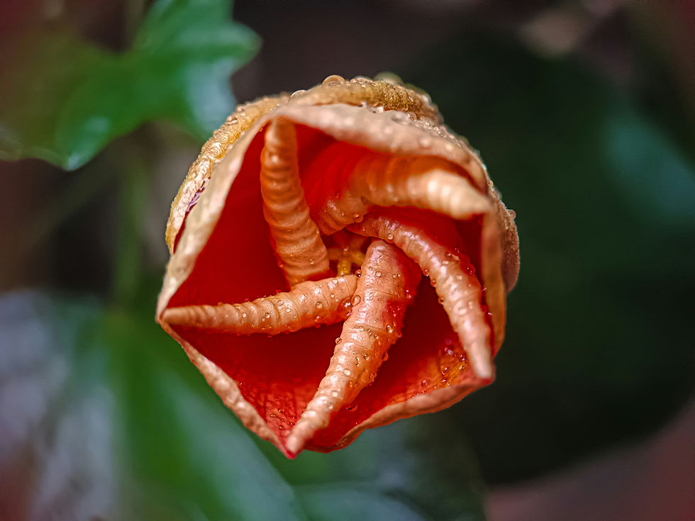 Masterclass Méponause x Aroma-Zone