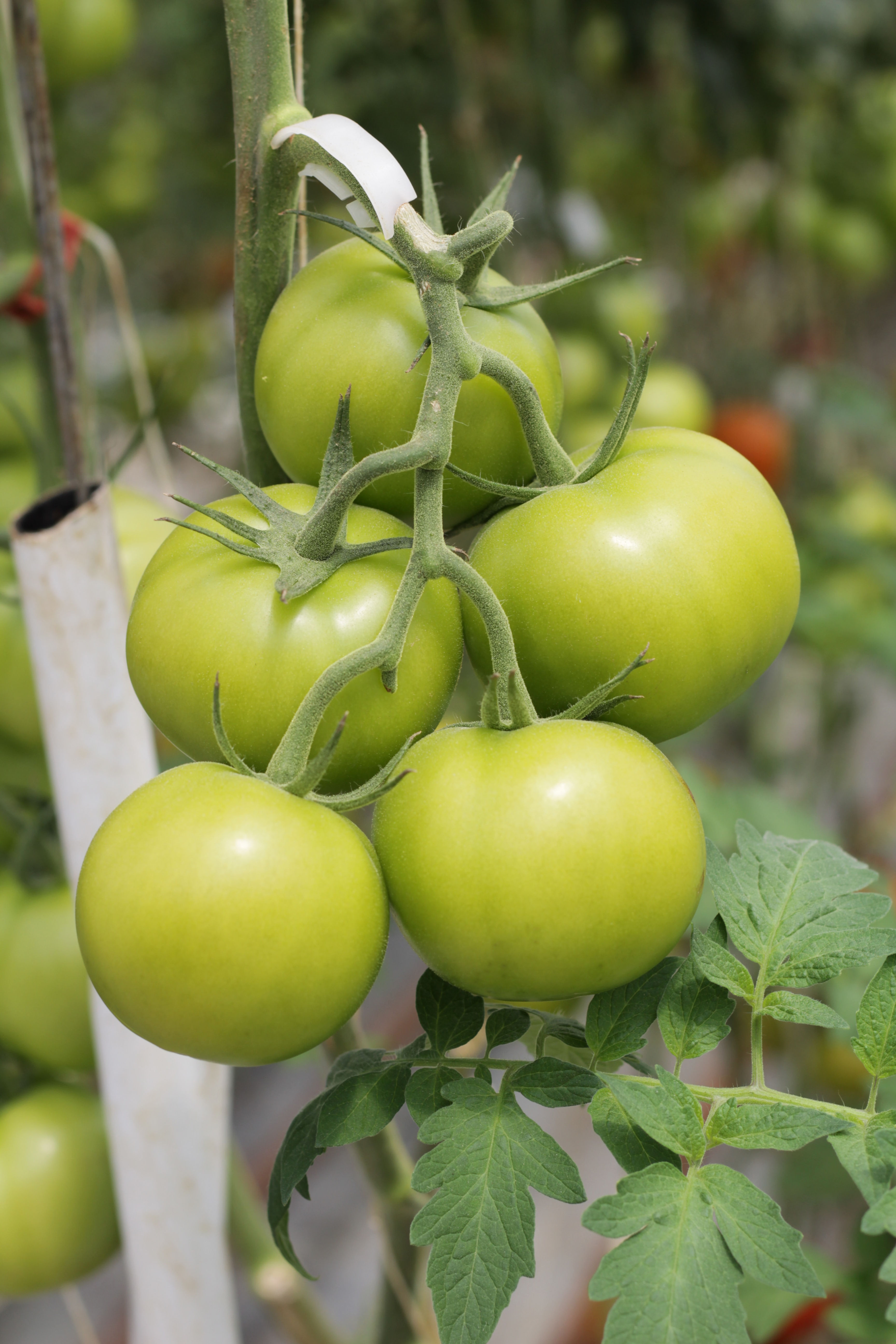 Tomato Sapling