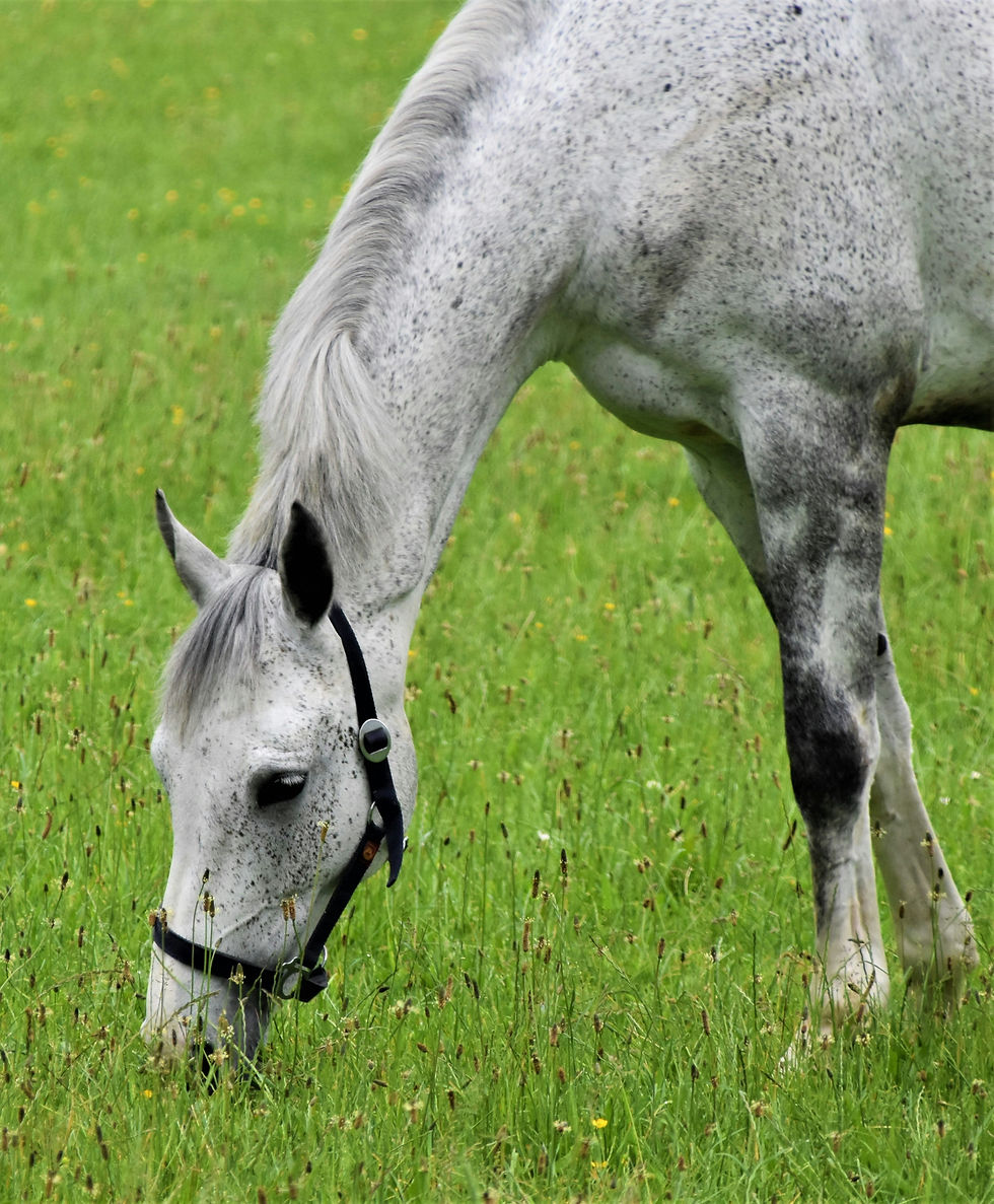 Spring Grass: Rich Pickings or Risky Business?