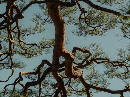 The Collective Effects of War