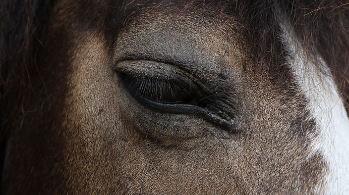 Image de Sebastian Abbruzzese