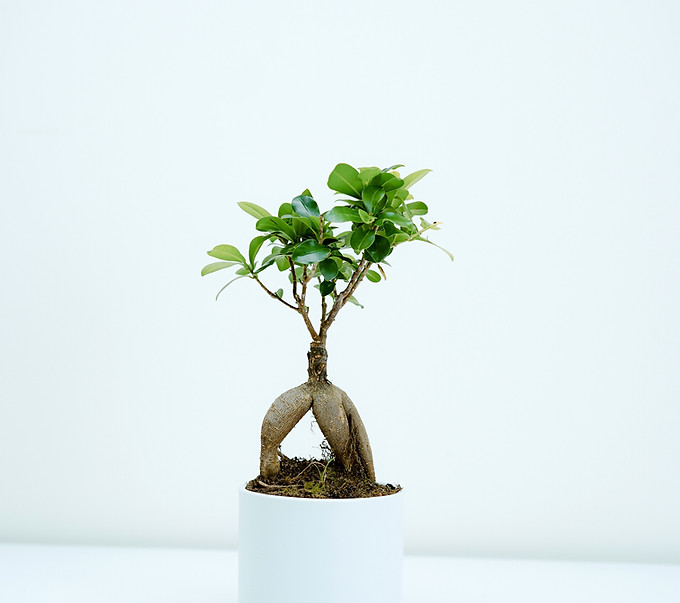 Image by Toa Heftiba