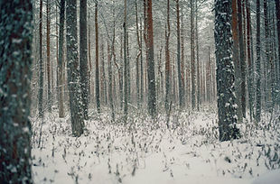 Image by Aleksander Pedosk