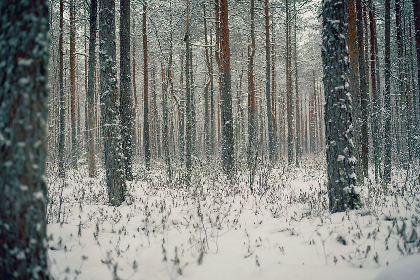 Image by Aleksander Pedosk