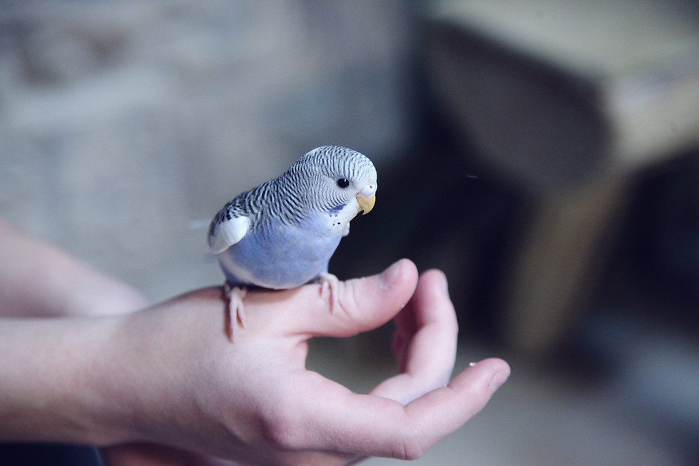 Thumbnail: Budgies
