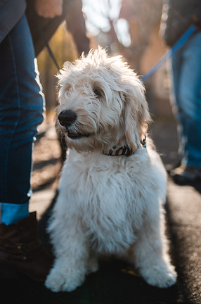 small dog sits with owner