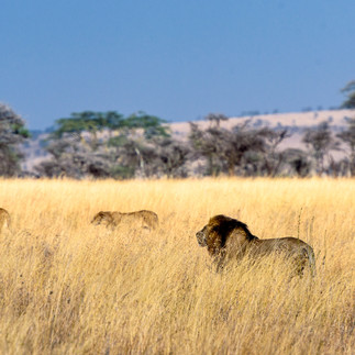 African lions seen on a wildlife safari from Zanzibar to Serengeti National Park
