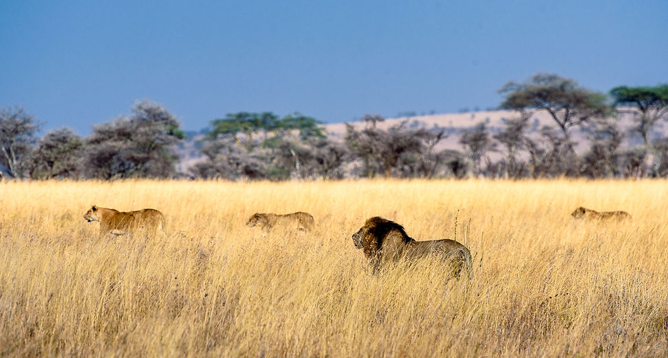 3 Days Tanzania Camping safari
