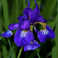 Blue Iris against green grass; Image by Jeffrey Eisen