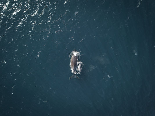 Image by Will Turner