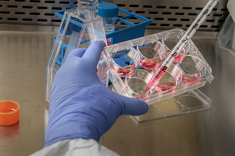 Image by CDC