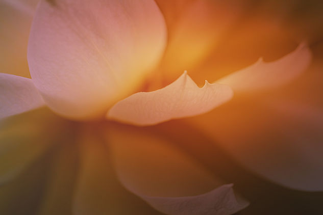 Image by Xuan Nguyen