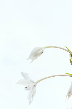 Image de Masaaki Komori