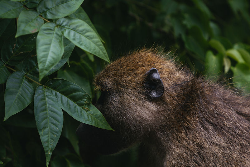 Image by Roger Erdvig