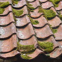 A roof covered with green moss