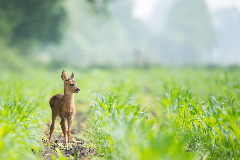 Image by Vincent van Zalinge