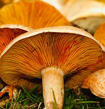 Image by James Wainscoat