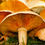 Thumbnail: UNLOCKING YOUR INNER FORAGER