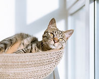 Cat relaxing at a pet visit