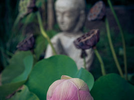 The one who walks on lotus flowers will never touch the river