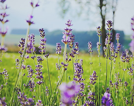 consultations naturopathie chien chat - chatastrophe