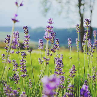 A field of beautiful, calming lavender