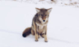 Image de Levi Saunders