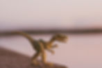 image of T-Rex
