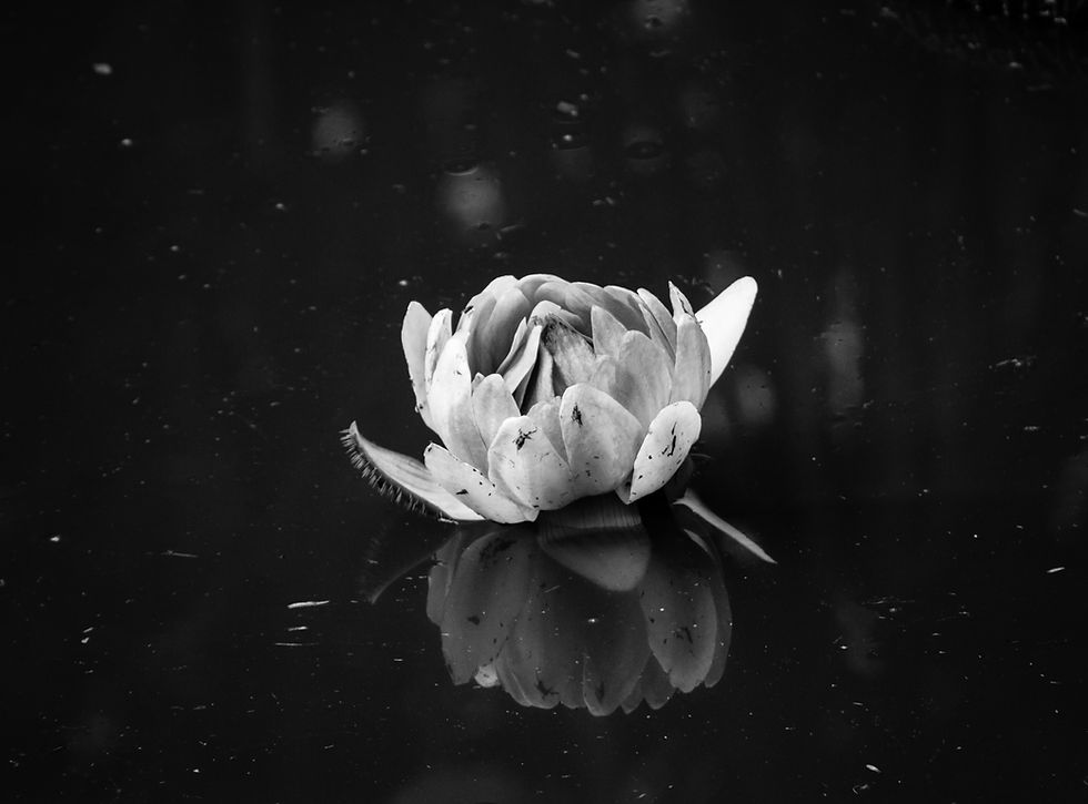 Image by Michel Paz