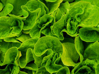loose leaf lettuce